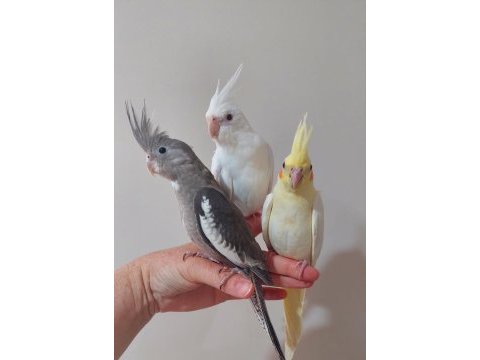 A kalite albino lutino yavru jumbo bebek papağanlar