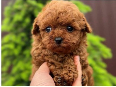Orjinal toy poodle erkek dişi red yavru şecereli anne baba