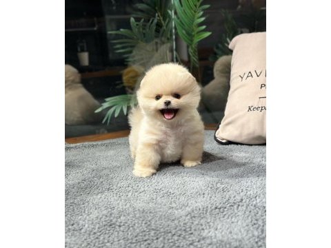 Teddy bear pomeranian boo yavrularımız