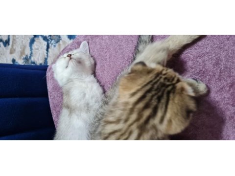 2 aylık scottish fold ve british