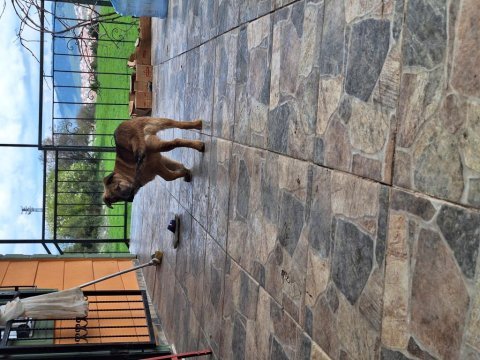 Yavru alman çoban köpeği