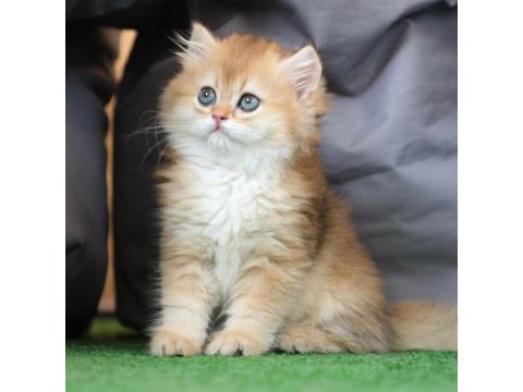 Anne baba şecereli safkan golden british longhair dişi