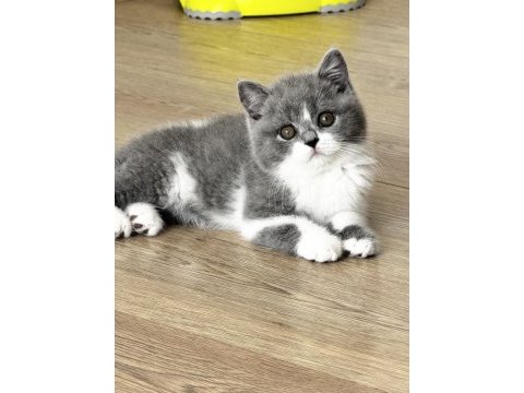 Safkan british shorthair yavru
