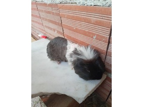 Erkek guinea pig fazlalık
