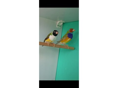 Goldun finch
