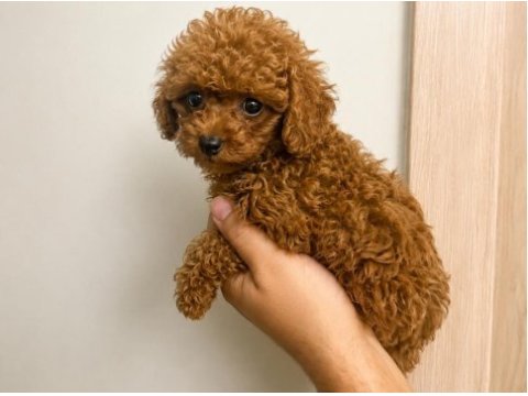 Toy poodle yavru erkek ve dişi yavrular ücretsiz teslimat