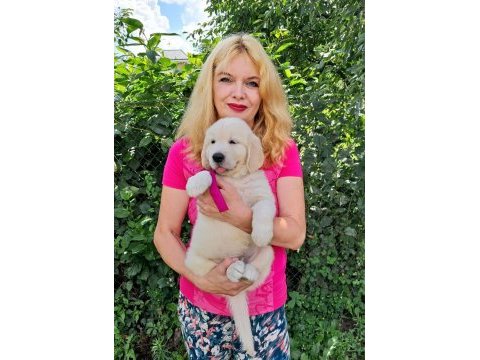Golden retriever yavrularımız evinizin neşesi olacaktır