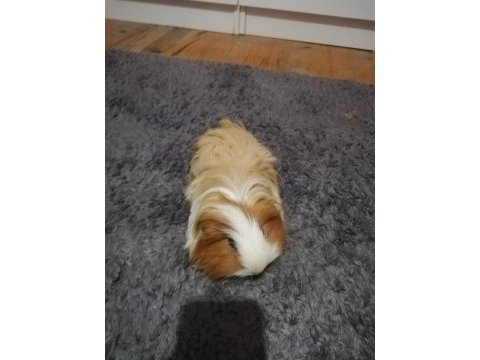 Erkek sheltie ginepig hemen hemen 1 yaşında sayılır