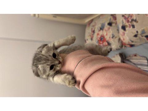 Scottish fold yavru