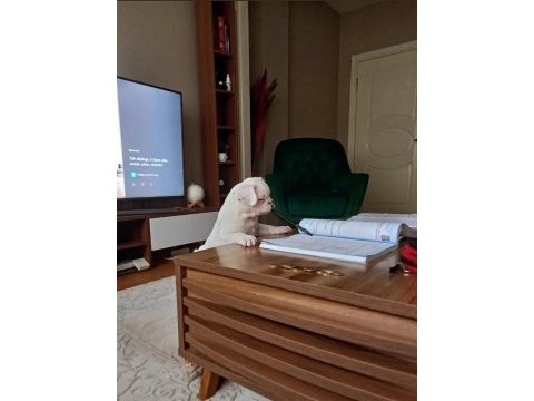 French bulldog tyson yeni yuvasını arıyor