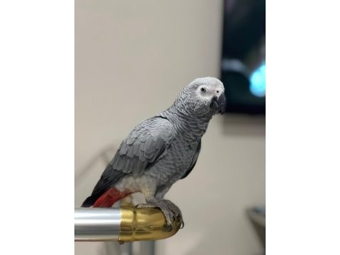 Jako papağanı 2,5 yaşında