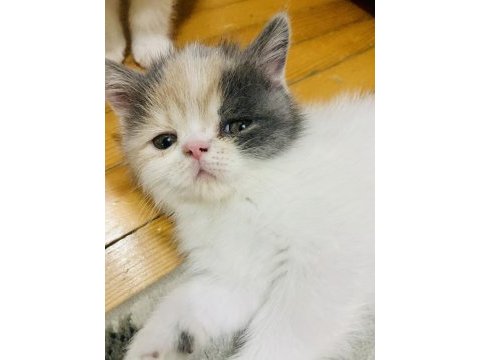 Exolar yeni evlerine gitmeye hazır