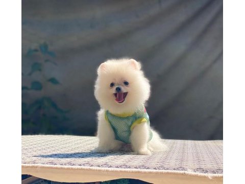 Pomeranian boo safkan ayı surat bebeklerim