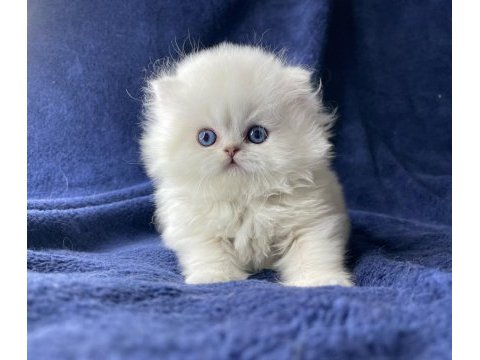 Show kalitede british longhair oğlum