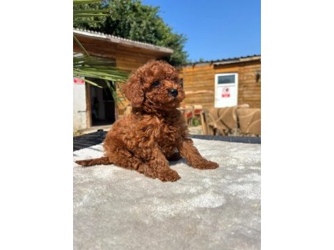 Red toy poodle yavrular
