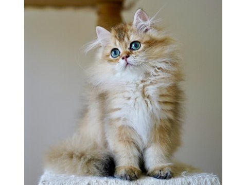 Anne ve babası şecereli british longhair