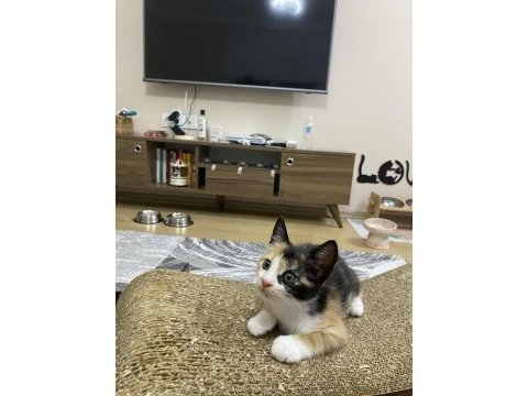 Gebzede yavru kedi