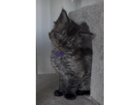 Eşi benzeri olmayan show class maine coon yavruları