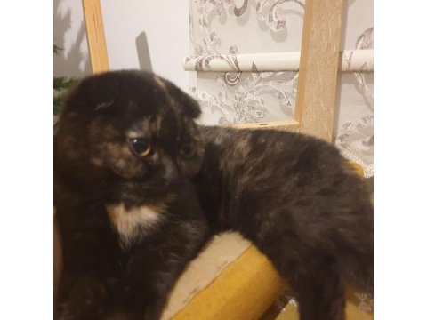 Scottish shorthair kedisi