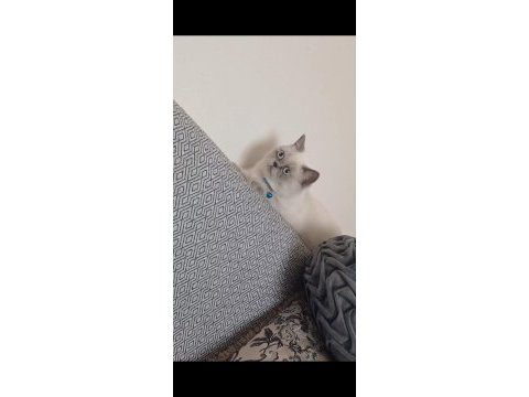 Blue point british shorthair