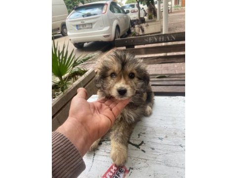 Norfolk yorkshire terrier 9 aylık tuvalet eğitimi var