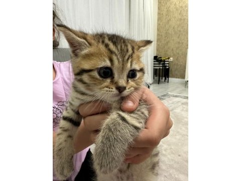 British shorthair bebeğim sahiplendirilecektir