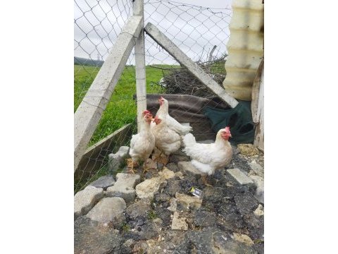 Tindet tavuk ve köy horozu