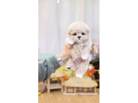 Kore kan teacup poodle yeni sahibini bekliyor