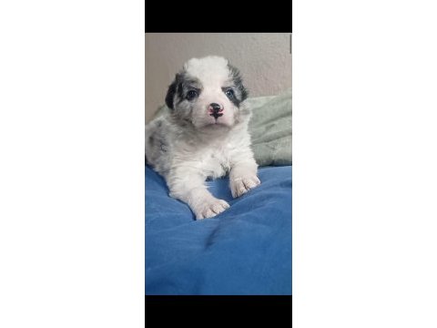 Blue merle border collie