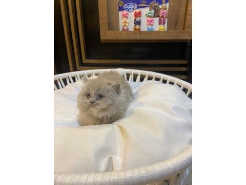 2 aylık lilac top kafa british longhair