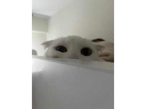 Şımarık nazlıcan scottish fold