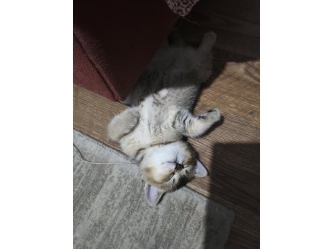 British shorthair gold ny25