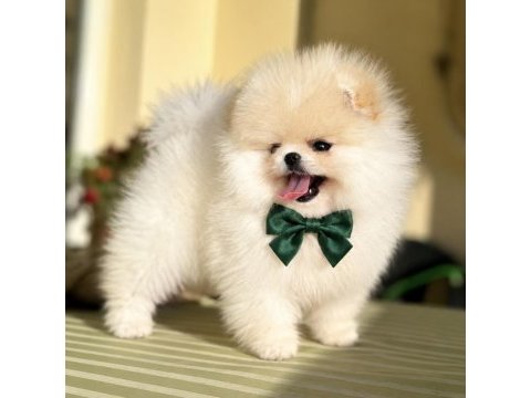 Pomeranian boo erkek teddy bear