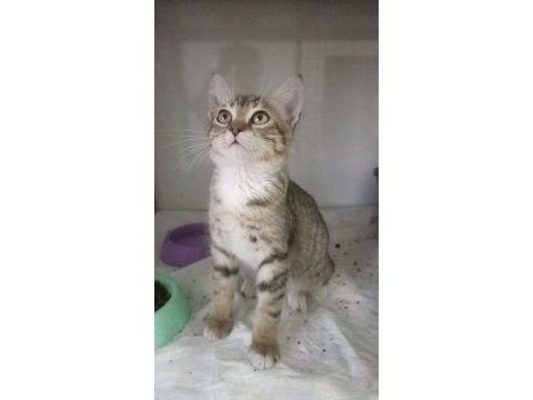 Brıtısh kırması yeni yuvasını arıyor