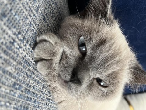 British shorthair blue point