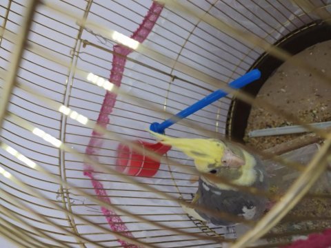 4 aylık sultan papağanı