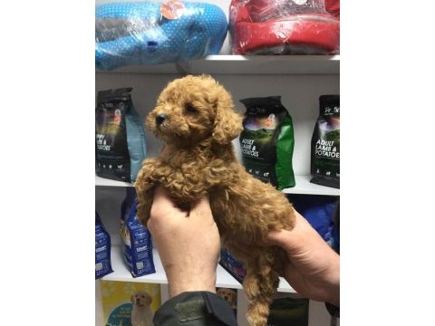 Saf kan hipoalerjenik red  toy poodle yavrular