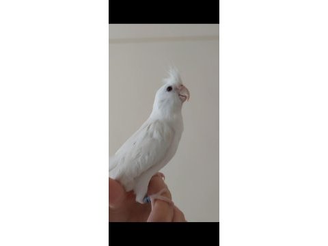 Erkek konuşan albino sultan papağanı