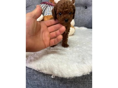 Orjinal kore poodle yavrumuz kilo garantili mikro boy