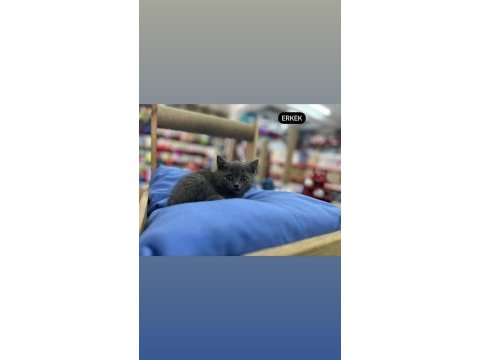 British shorthair scottish fold