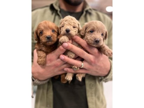 Irk ve sağlık garantili maltipoo yavrular
