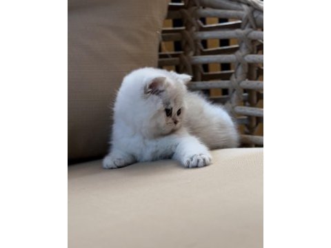 Safkan british shorthair