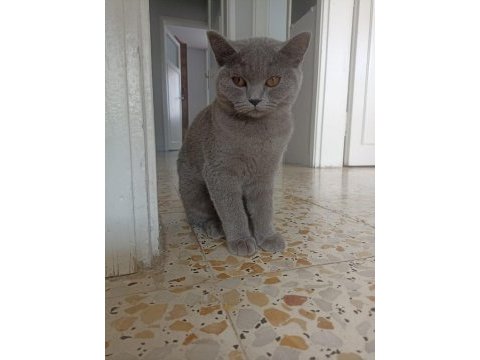 8 aylık british shorthair dişi