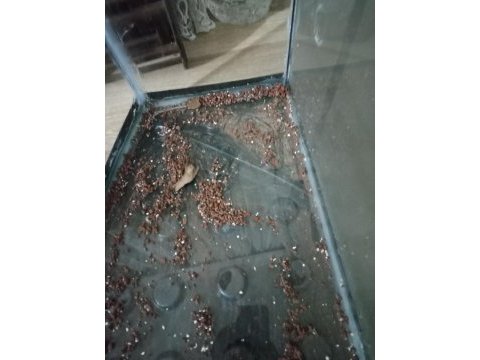 80cm bombeli akvaryum