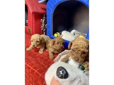 Minyatür poodle minyonlar