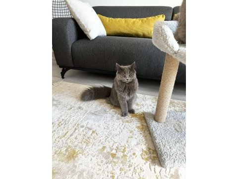 9 aylık british longhair yavru