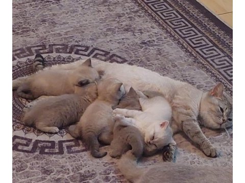 Yavru 1 buçuk aylık rezerve british shorthair yavrular