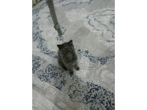 British longhair geceyi sahiplendiriyoruz