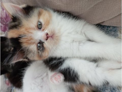 Exotic shorthair yavrularım yeni yuvalarını arıyor