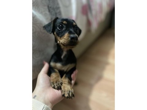 Çocuklarla çok iyi anlaşan pinscher bebek